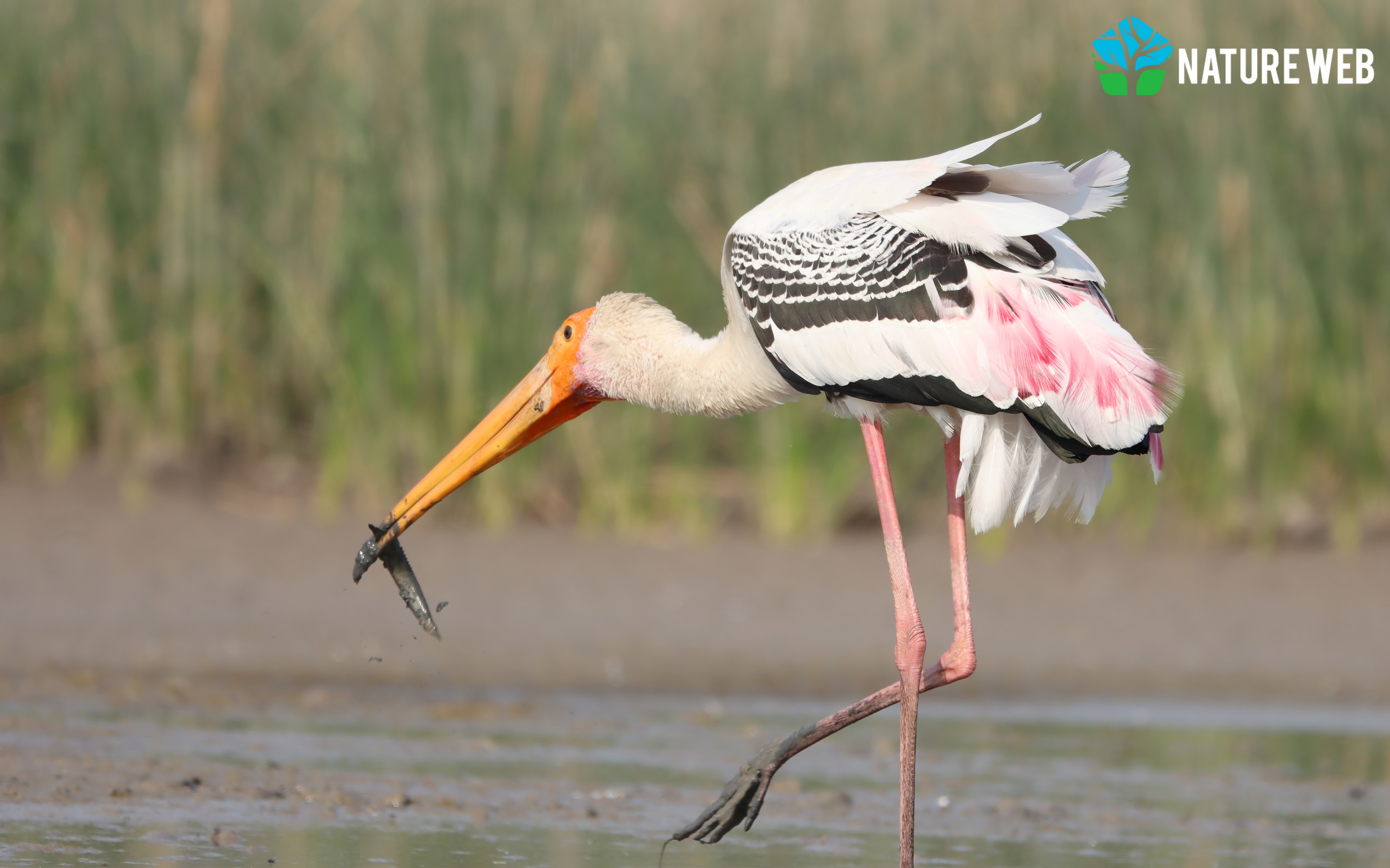 Painted Stork